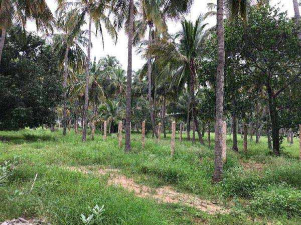 Agricultural Land 11 Acre for Sale in Kadayanallur, Tirunelveli