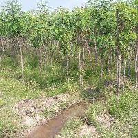  Agricultural Land for Sale in Gopalasamudram, Tirunelveli