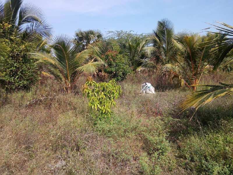 Agricultural Land 63 Acre for Sale in Tenkasi, Tirunelveli