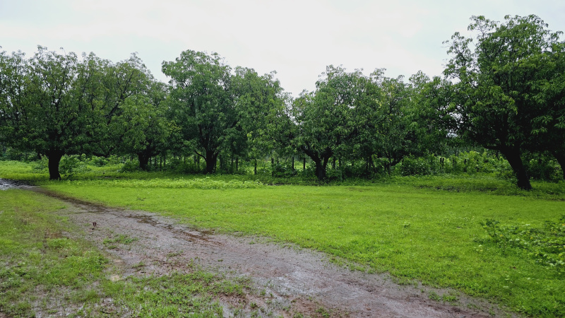  Agricultural Land 57 Guntha for Sale in Karjat, Mumbai