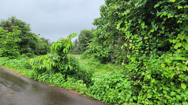  Agricultural Land 27 Guntha for Sale in Karjat, Mumbai