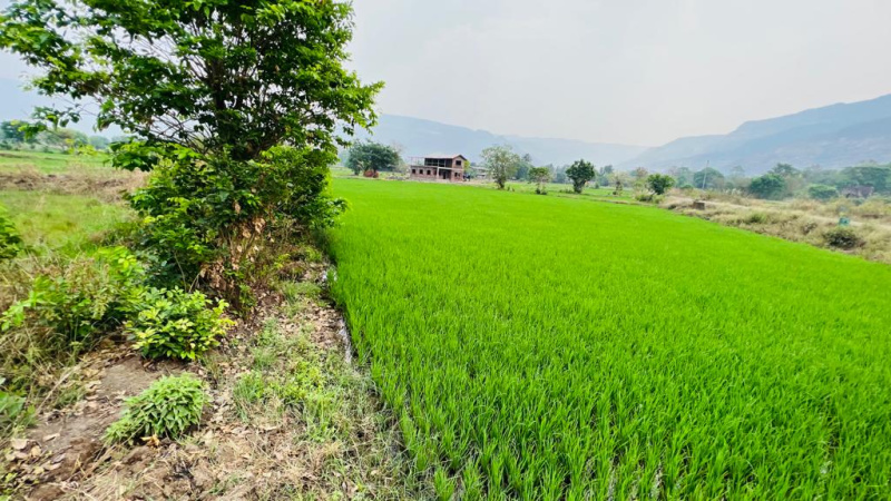  52 Guntha Agricultural/Farm Land for Sale in Karjat, Mumbai