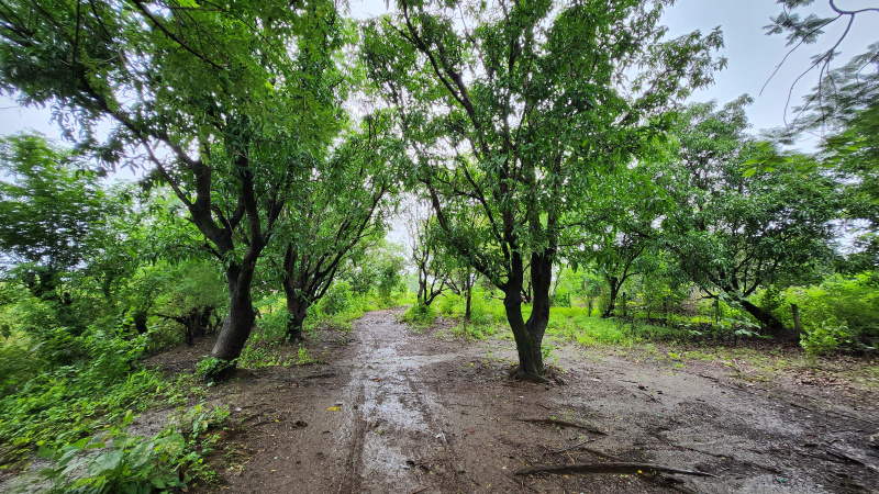  Agricultural Land 3 Acre for Sale in Karjat, Mumbai