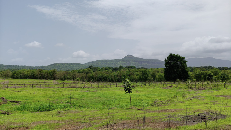 Agricultural Land 60 Guntha for Sale in Karjat, Mumbai