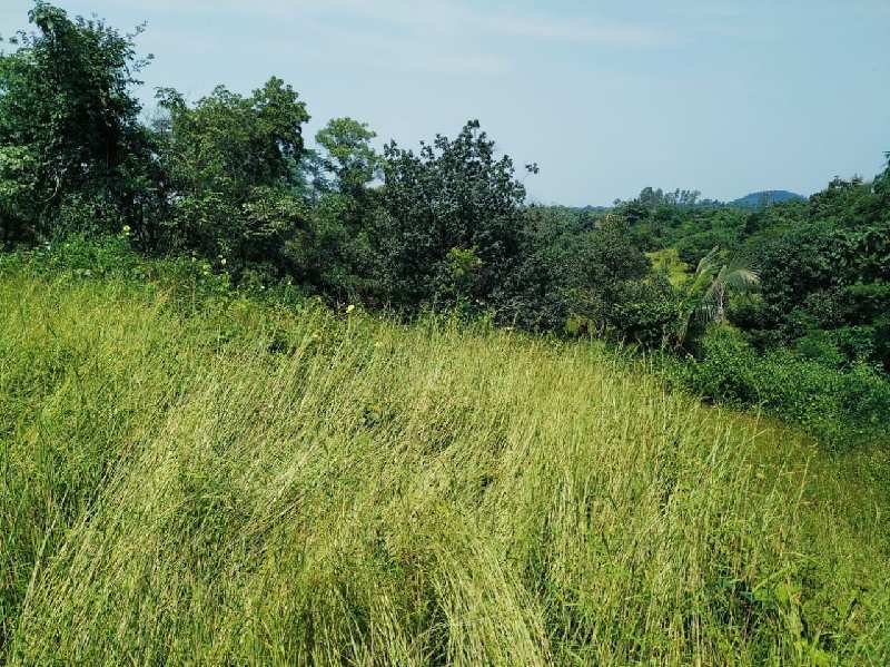 Agricultural Land 6 Acre for Sale in Karjat, Mumbai