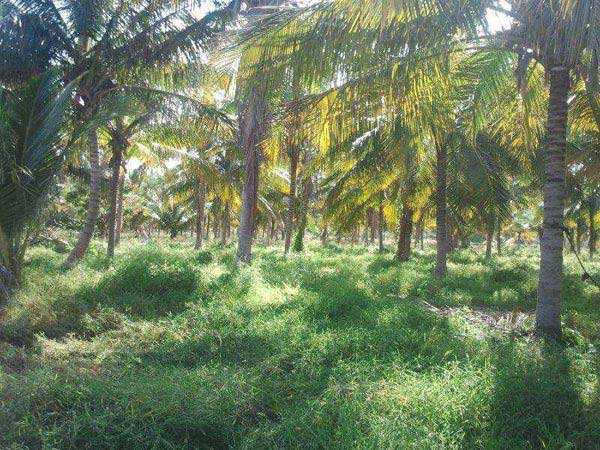 Agricultural Land 9 Acre for Sale in