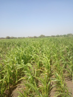  Agricultural Land for Sale in Kusugal Road, Hubli