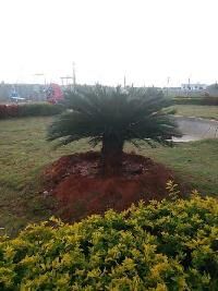  Residential Plot for Sale in Sarjapur, Bangalore