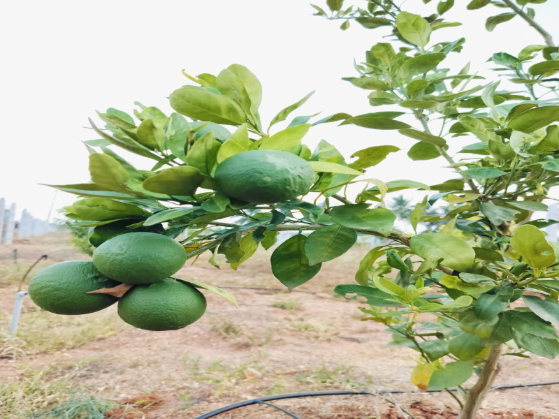 1 BHK Farm House 7000 Sq.ft. for Sale in Gauribidanur, Bangalore