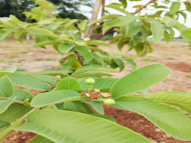 1 BHK Farm House 7000 Sq.ft. for Sale in Gauribidanur, Bangalore