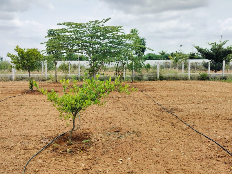 Residential Plot 7000 Sq.ft. for Sale in Gauribidanur, Bangalore