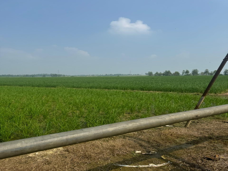  Agricultural Land 600000 Bigha for Sale in Purquazi, Muzaffarnagar