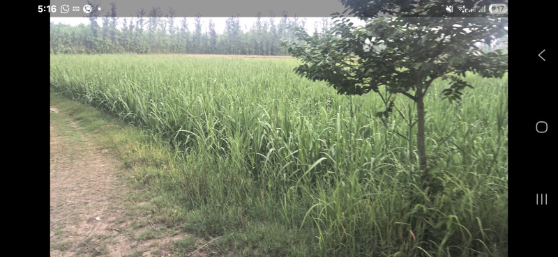 Agricultural Land 100 Bigha for Sale in Purquazi, Muzaffarnagar