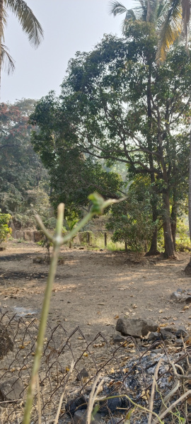 3 BHK Farm House 40 Guntha for Sale in Murud, Raigad