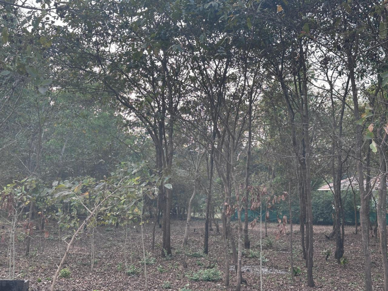  Agricultural Land 53 Guntha for Sale in Mandwa, Alibag, Raigad