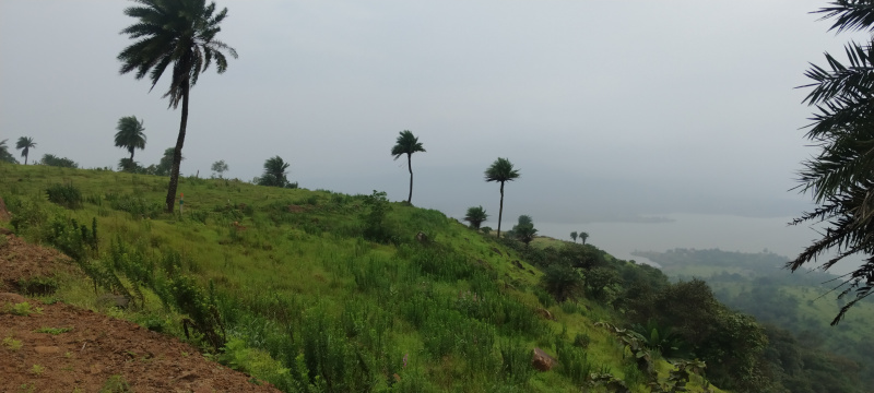  Agricultural Land 11000 Sq.ft. for Sale in Bhor, Pune