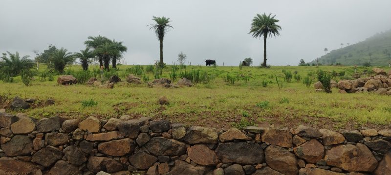  Agricultural Land 11000 Sq.ft. for Sale in Bhor, Pune