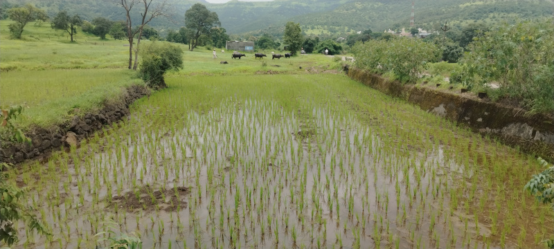  Agricultural Land 10000 Sq.ft. for Sale in Ketkawale, Pune