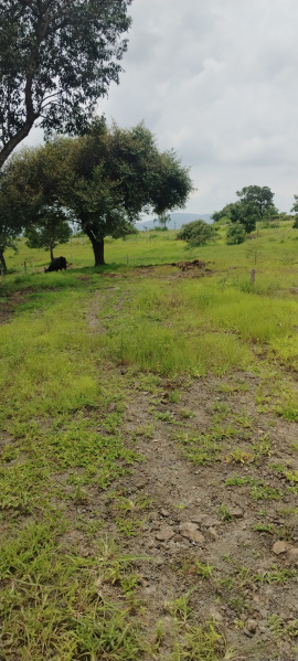  Agricultural Land 11000 Sq.ft. for Sale in Ketkawale, Pune