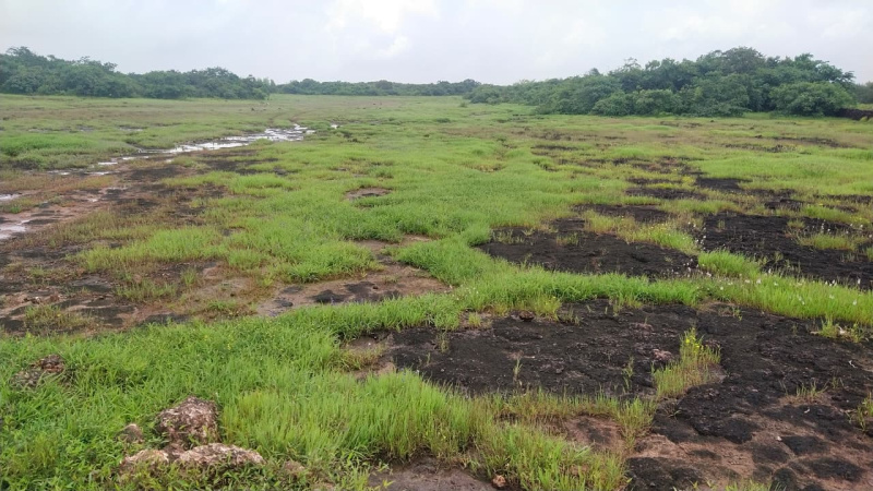  114 Acre Agricultural/Farm Land for Sale in Ganpatipule, Ratnagiri