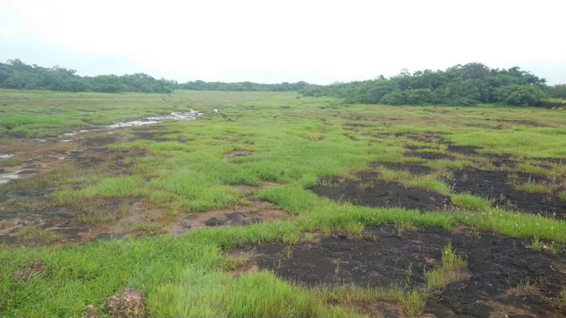  114 Acre Agricultural/Farm Land for Sale in Ganpatipule, Ratnagiri