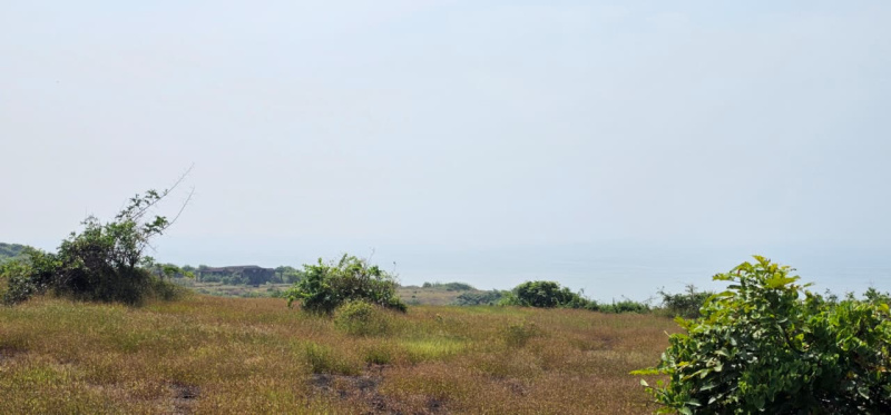 300 Acre Agricultural/Farm Land for Sale in Devgad, Sindhudurg