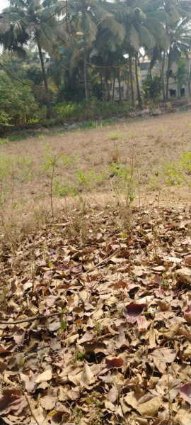 15100 Sq.ft. Agricultural/Farm Land for Sale in Nagaon, Alibag, Raigad