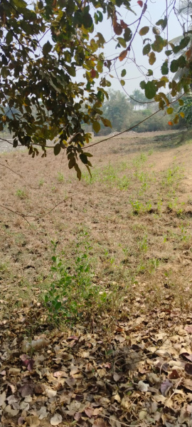  15100 Sq.ft. Agricultural/Farm Land for Sale in Nagaon, Alibag, Raigad