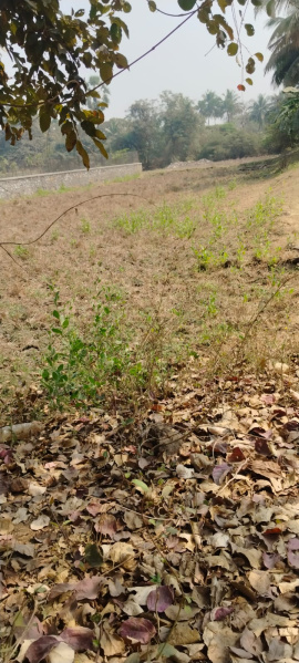  15100 Sq.ft. Agricultural/Farm Land for Sale in Nagaon, Alibag, Raigad