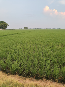  Agricultural Land for Sale in Doraha, Ludhiana