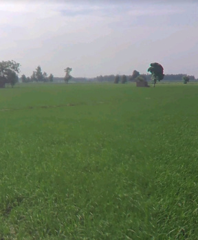  Agricultural Land for Sale in GT Road, Khanna