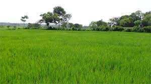  Agricultural Land for Sale in Samrala, Ludhiana