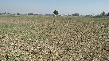  Agricultural Land for Sale in Payal, Ludhiana