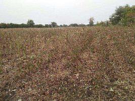  Agricultural Land for Sale in Gaigaon, Akola