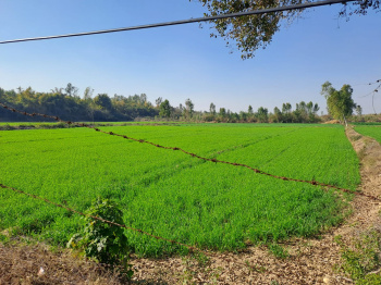  Agricultural Land for Sale in Tanakpur, Champawat