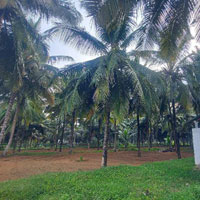  Agricultural Land for Sale in Mahalingapuram, Pollachi, Coimbatore