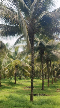  Agricultural Land for Sale in Mahalingapuram, Pollachi, Coimbatore