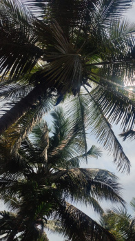  Agricultural Land for Sale in Pollachi, Coimbatore