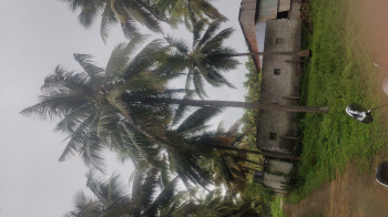  Agricultural Land for Sale in Mahalingapuram, Pollachi, Coimbatore