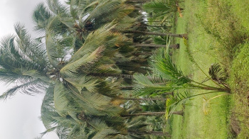  Agricultural Land for Sale in Pollachi, Coimbatore