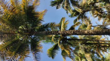  Agricultural Land for Sale in Pollachi, Coimbatore