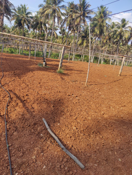  Agricultural Land for Sale in Pollachi, Coimbatore