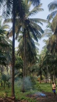  Agricultural Land for Sale in Pollachi, Coimbatore