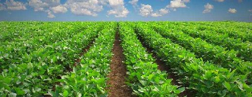  Agricultural Land for Sale in Bareilly Cantt