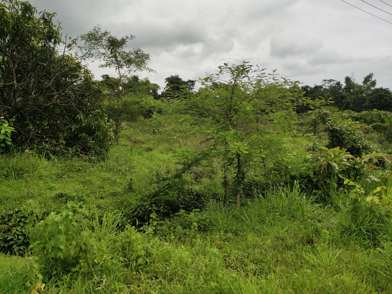  298 Sq.ft. Residential Plot for Sale in Dodamarg, Sindhudurg