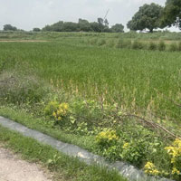  Agricultural Land for Sale in Akbarpur, Kanpur Dehat