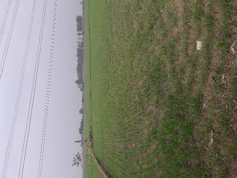 Agricultural Land 40 Bigha for Sale in