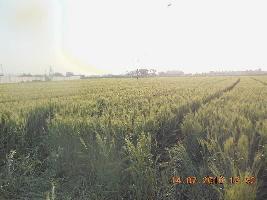  Agricultural Land for Sale in Gokul Nagar, Jamnagar