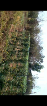  Commercial Land for Sale in Nagaon, Alibag, Raigad