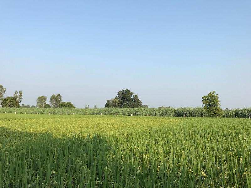 Agricultural Land 50 Acre for Sale in Nighasan, Lakhimpur Kheri